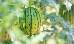 最佳吃瓜丙火,一场舌尖上的美食盛宴