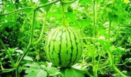 吃瓜群刷视频吃瓜的人,见证时代变迁的“瓜农”生活