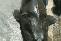 吃瓜大鱼打工人,打工人生的酸甜苦辣