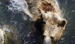 熊犬吃瓜,趣味横生一幕