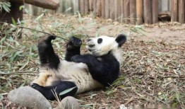 熊猫带你吃瓜,一场别开生面的美食之旅