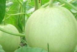 怀孕可以吃的瓜,盘点适合孕妇食用的瓜类佳肴