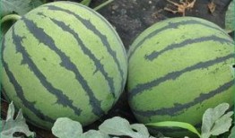 临邑最近吃瓜新闻,最新吃瓜新闻大盘点