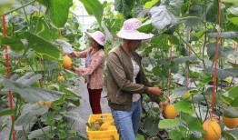 景区吃瓜网红,揭秘网红美食背后的故事