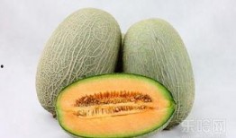 孕妇感冒可以吃哈密瓜吗,孕妇感冒期间适宜食用哈密瓜吗？