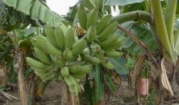 大吉沙岛吃瓜,探寻热带岛屿的甜蜜诱惑