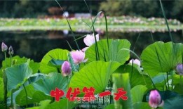 花开半夏吃瓜,一场别开生面的夏日盛宴