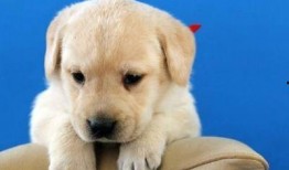 拉布拉多幼犬吃瓜,探索瓜类美食的乐趣与营养