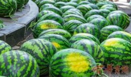 学校吃瓜的视频,揭秘学校吃瓜盛况，欢乐瞬间尽收眼底