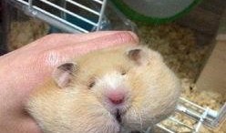 吃货仓鼠克拉克吃瓜,吃货仓鼠的美食探险之旅