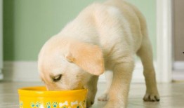 拉布拉多幼犬吃瓜,探索瓜类美食的乐趣与营养