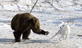 熊犬吃瓜,趣味横生一幕