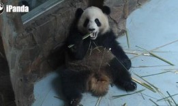 熊猫带你吃瓜,一场别开生面的美食之旅