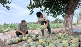 天天吃瓜经常放屁,揭秘日常生活中的趣味现象