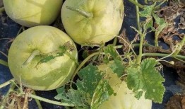 国外吃瓜路线视频,跟随吃瓜路线视频探索异国风情