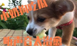 狗狗想看狗吃瓜,一场关于狗吃瓜的欢乐盛宴