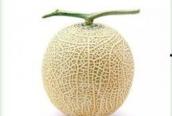 瓜群出现吃瓜方法,轻松掌握瓜界潮流