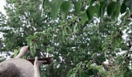 苏景辞吃瓜,揭秘娱乐圈背后的那些事儿