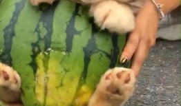 吃瓜二狗,揭秘娱乐圈背后的那些事儿