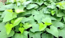 吃地里的土瓜,探寻大地馈赠的神奇力量