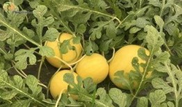 安徽平湖吃瓜事件视频,一场引发热议的街头冲突