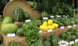 吃瓜岗,网络热词背后的社会现象与思考