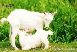 小羊吃瓜视,一场欢乐的田园盛宴