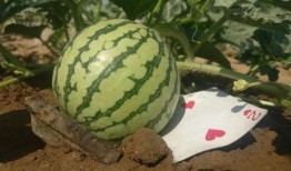 吃瓜184.can,一场网络热议背后的真相