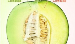 小豆吃网纹蜜瓜,网纹蜜瓜的甜蜜诱惑