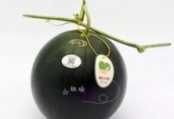 新品崩瓜怎么吃