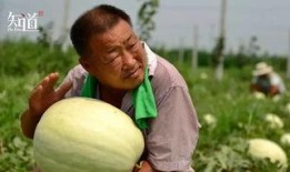 威县吃瓜事件,一场网络热议背后的真相与反思