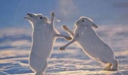 吃瓜北极兔,揭秘极地萌物的生活趣事