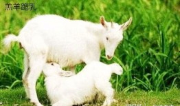 小羊吃瓜,趣味盎然的田园生活剪影