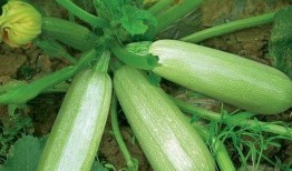 脾虚可以吃茭瓜吗,助调养脾胃健康