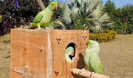 怪鸟吃瓜,瓜田里的神秘食客