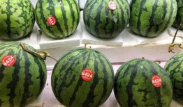 在日本居家吃瓜,品味日本家常美食之旅