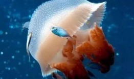 吃瓜事件水母,一场吃瓜引发的生态大事件