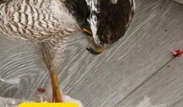 瓜哥吃瓜补全鸭子,揭秘娱乐圈的“鸭”事奇闻