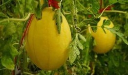 昆山吃瓜群,揭秘网络热议背后的真相与笑料