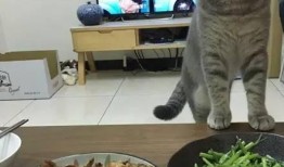 喵梵思吃瓜,揭秘娱乐圈那些不为人知的幕后故事