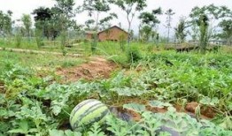 吃瓜社最新,娱乐圈最新热点事件深度解析