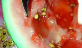 梦到吃瓜没籽,无籽瓜果的奇幻之旅