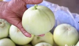 吃瓜群众的果子,果子背后的秘密与魅力