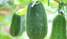 夏天的吃的瓜,清凉解暑的甜蜜诱惑