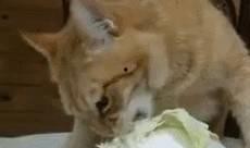 猫猫虫吃小狗瓜,一场奇妙的生态邂逅