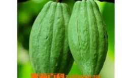 吃乳瓜的酱,探寻传统美食的秘密