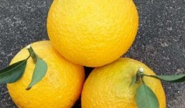 合蜜瓜和柚子能一起吃吗,兼容性探讨与食用建议