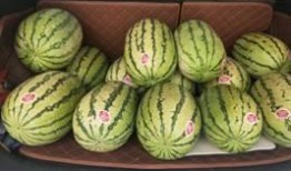 唐工院吃瓜,揭秘校园热点背后的真相