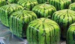 创意吃瓜图片大全