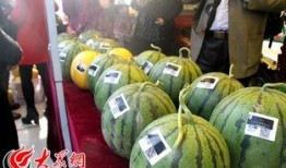 定陶维也纳吃瓜,一场别开生面的“吃瓜”盛宴